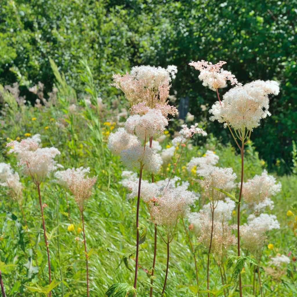 Filipendula palmata - Filipendule palmée