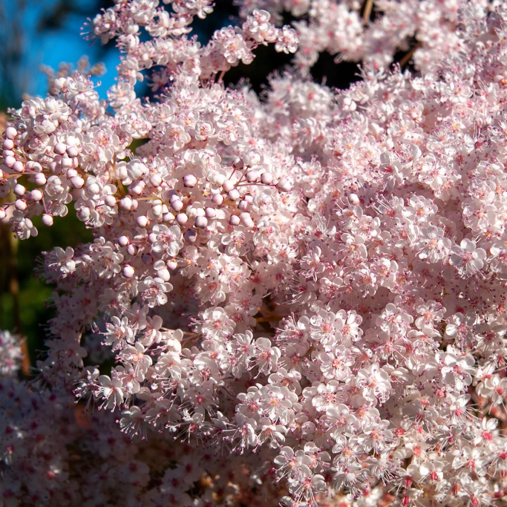 Filipendula palmata - Filipendule palmée