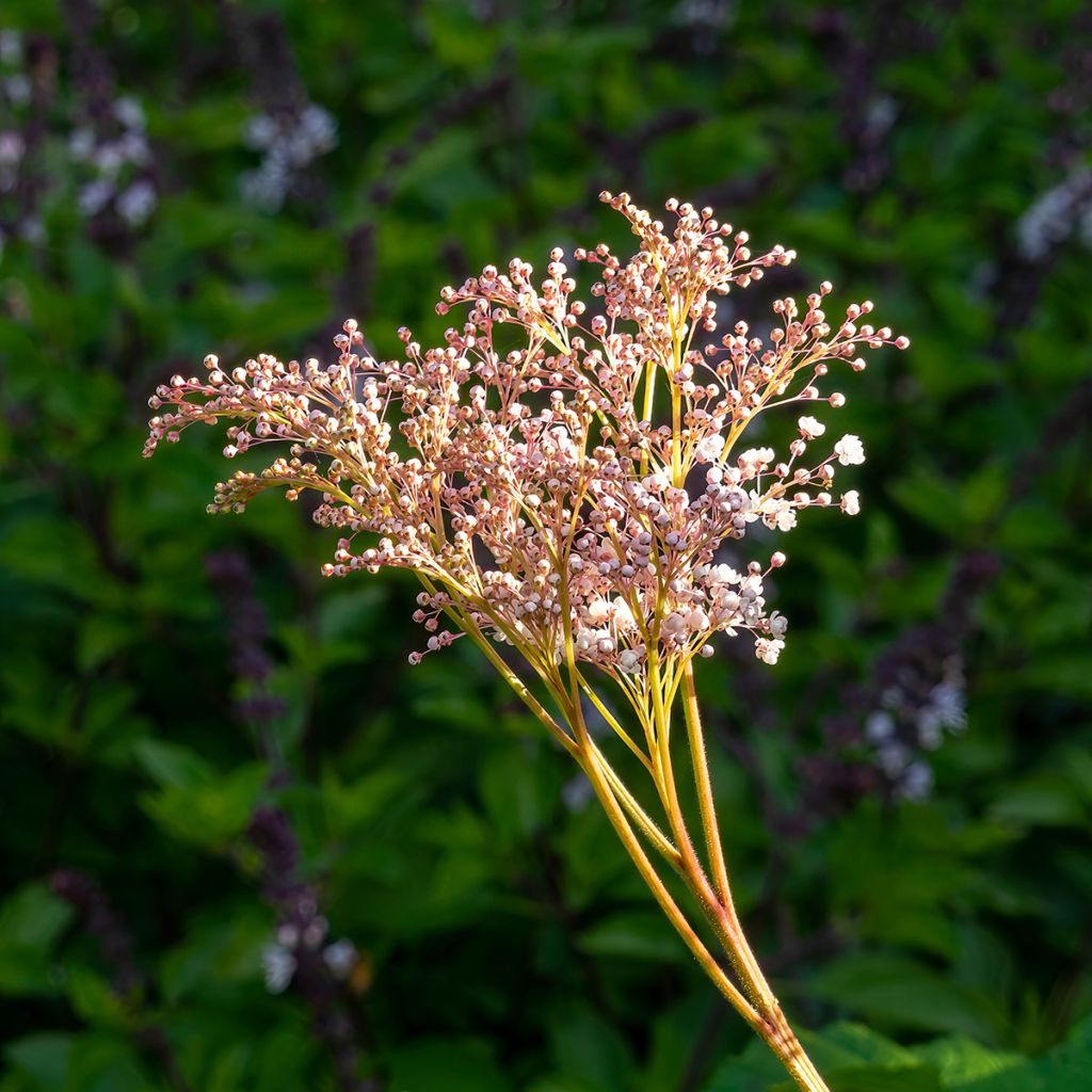 Filipendula palmata - Filipendule palmée