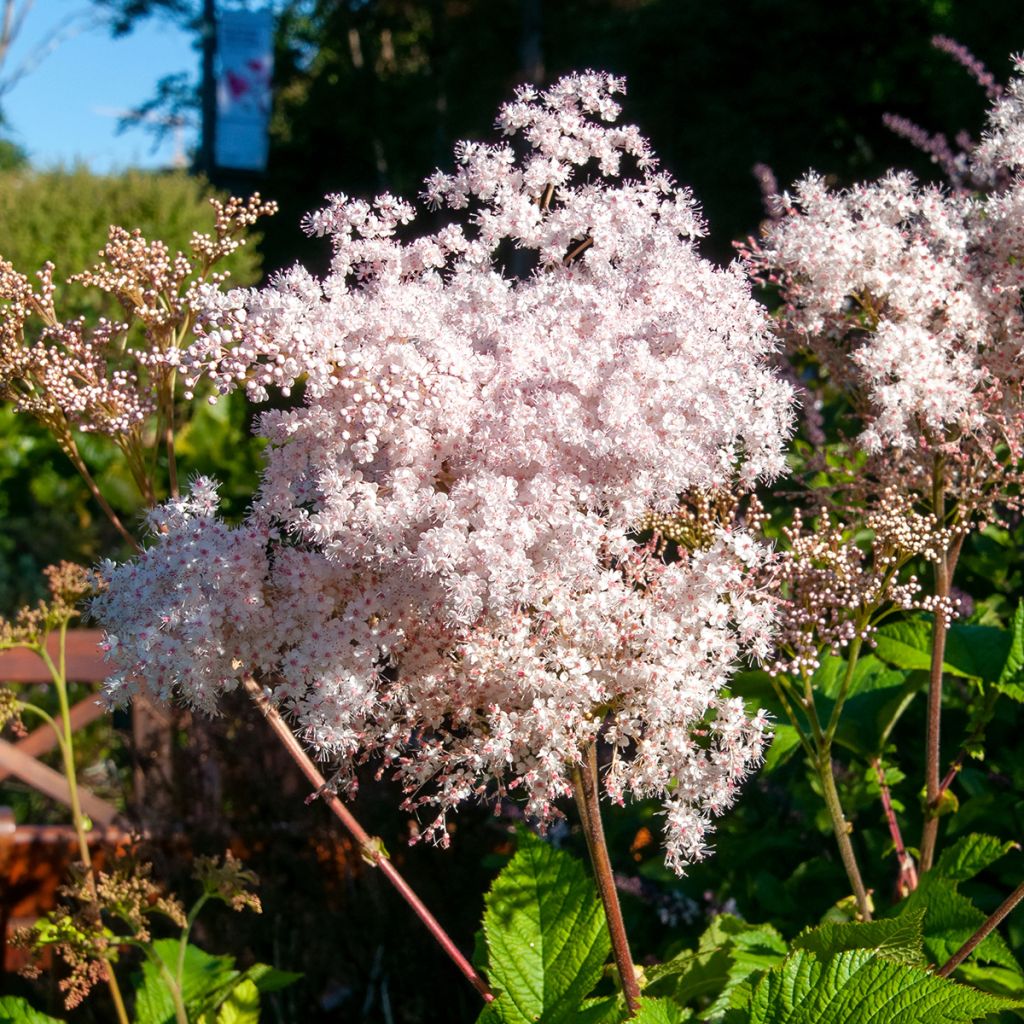 Filipendula palmata - Filipendule palmée