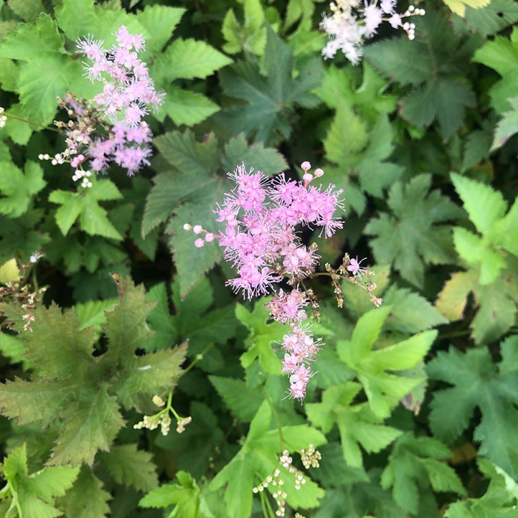 Filipendula palmata Nana - Filipendule palmée