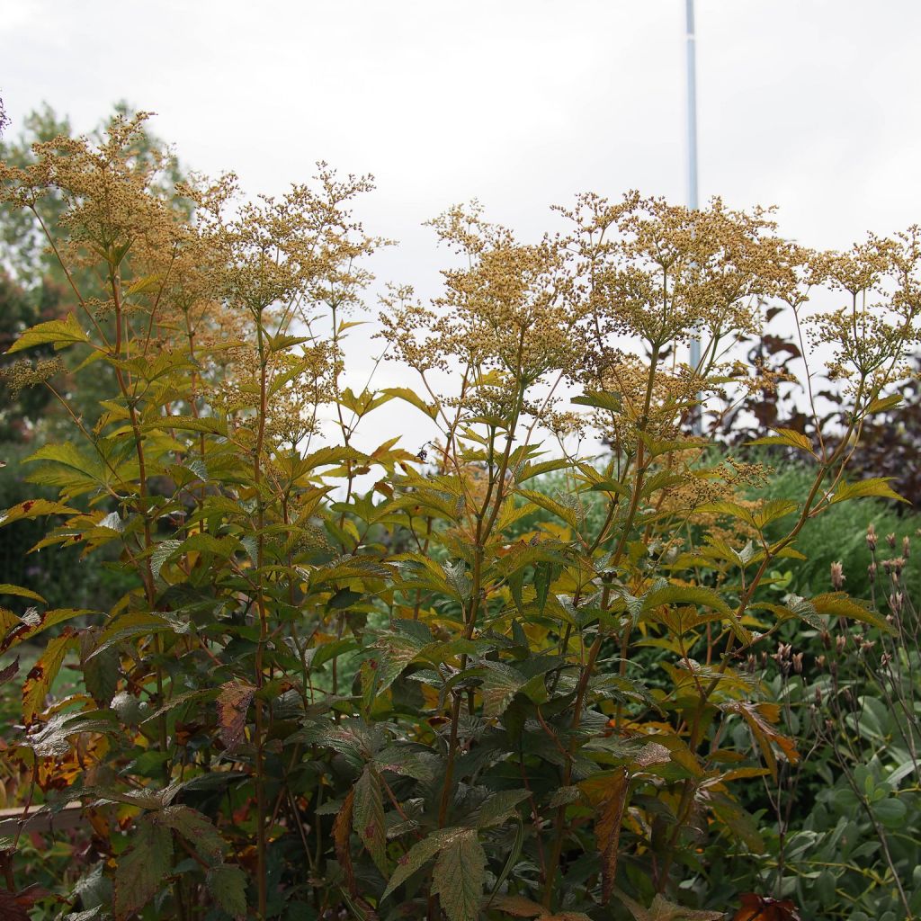 Filipendula purpurea Alba - Reine des Prés