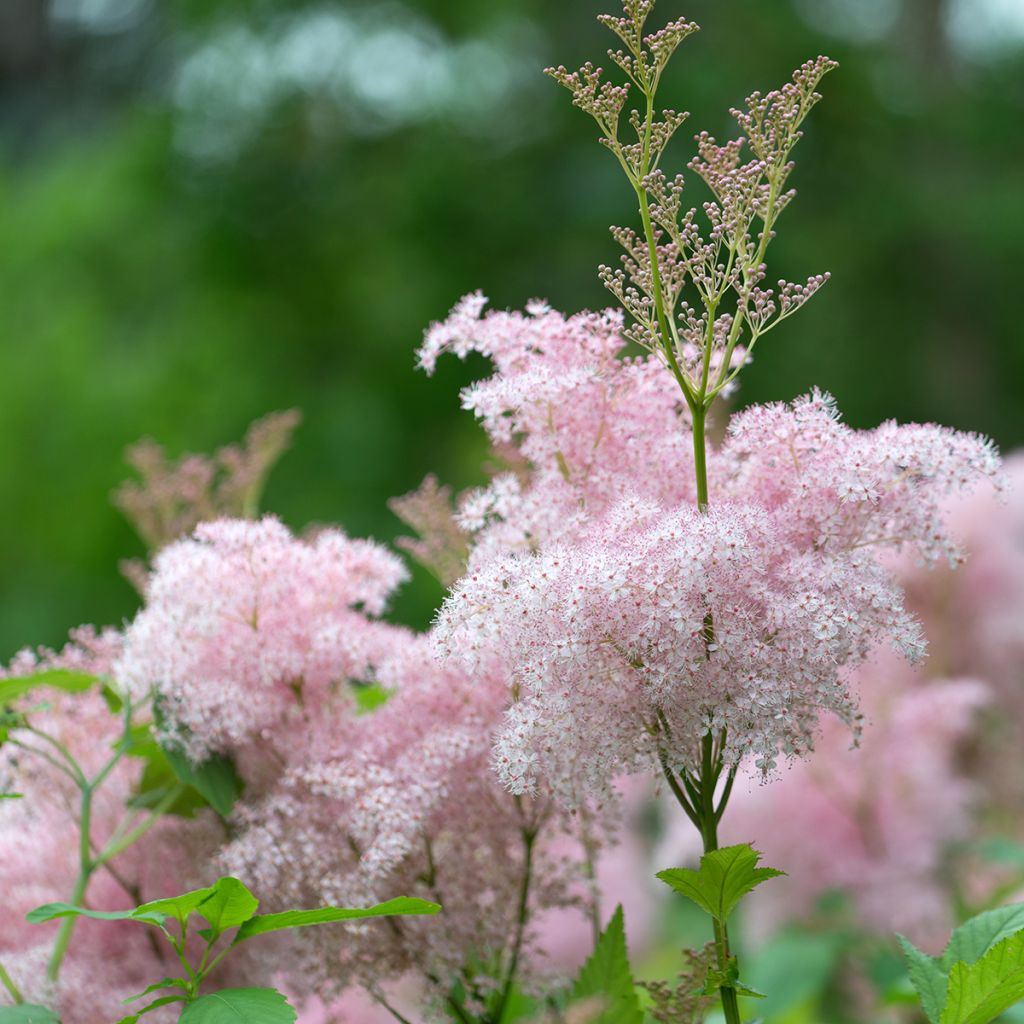 Filipendula purpurea Elegans, Reine des prés