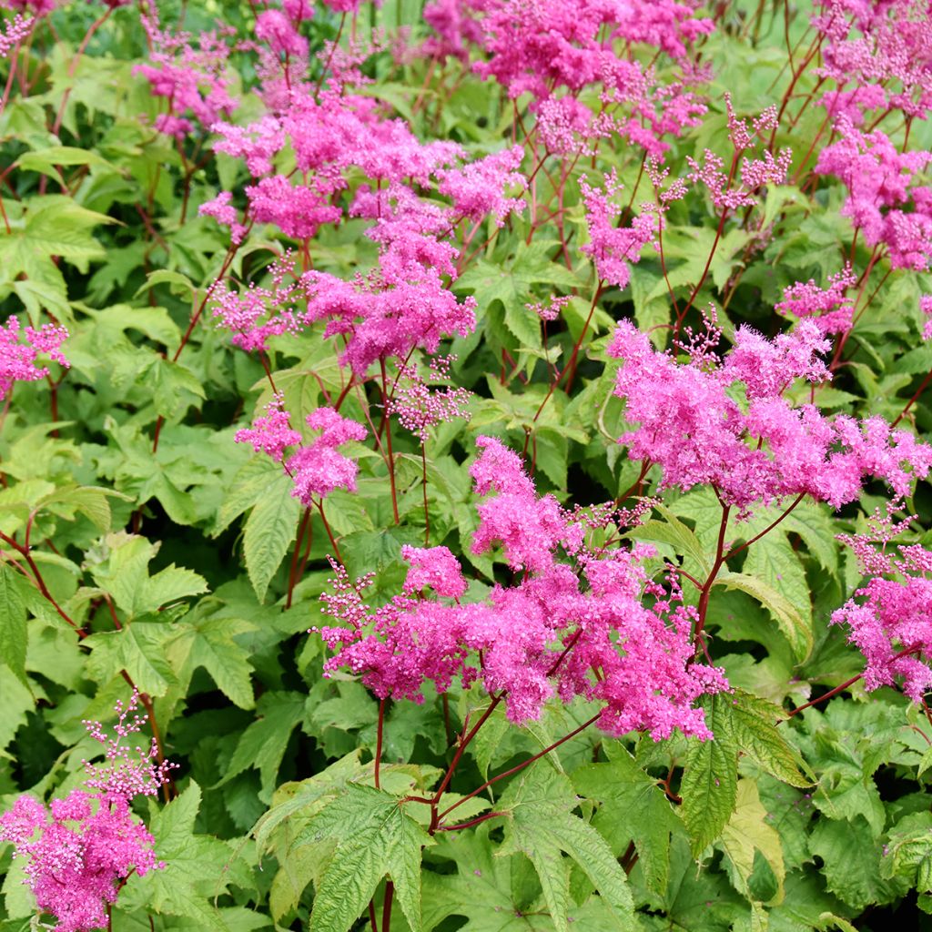 Filipendula purpurea - Reine des Près