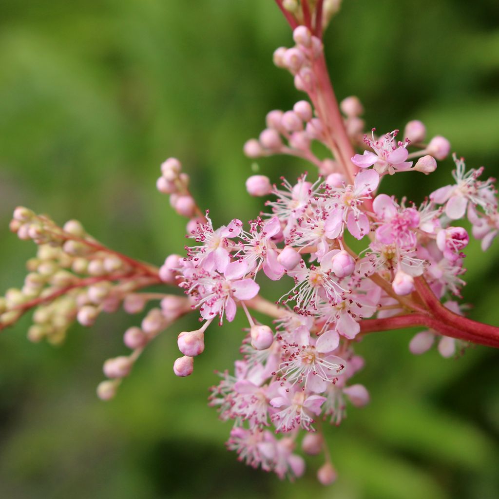 Filipendula rubra Venusta - Reine des Près