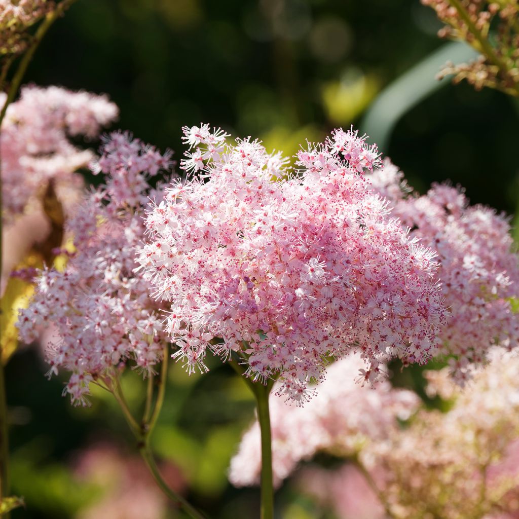 Filipendula rubra Venusta - Reine des Près