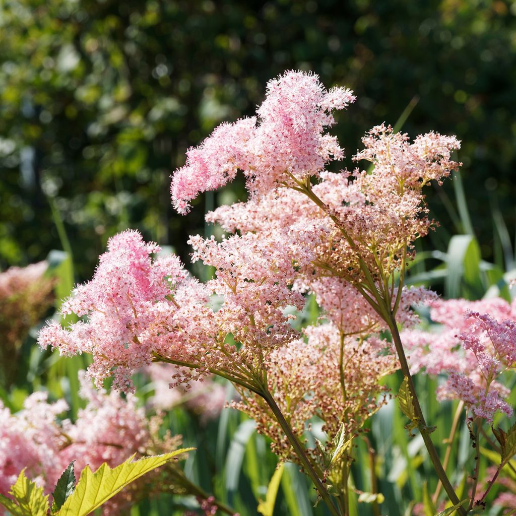 Filipendula rubra Venusta - Reine des Près