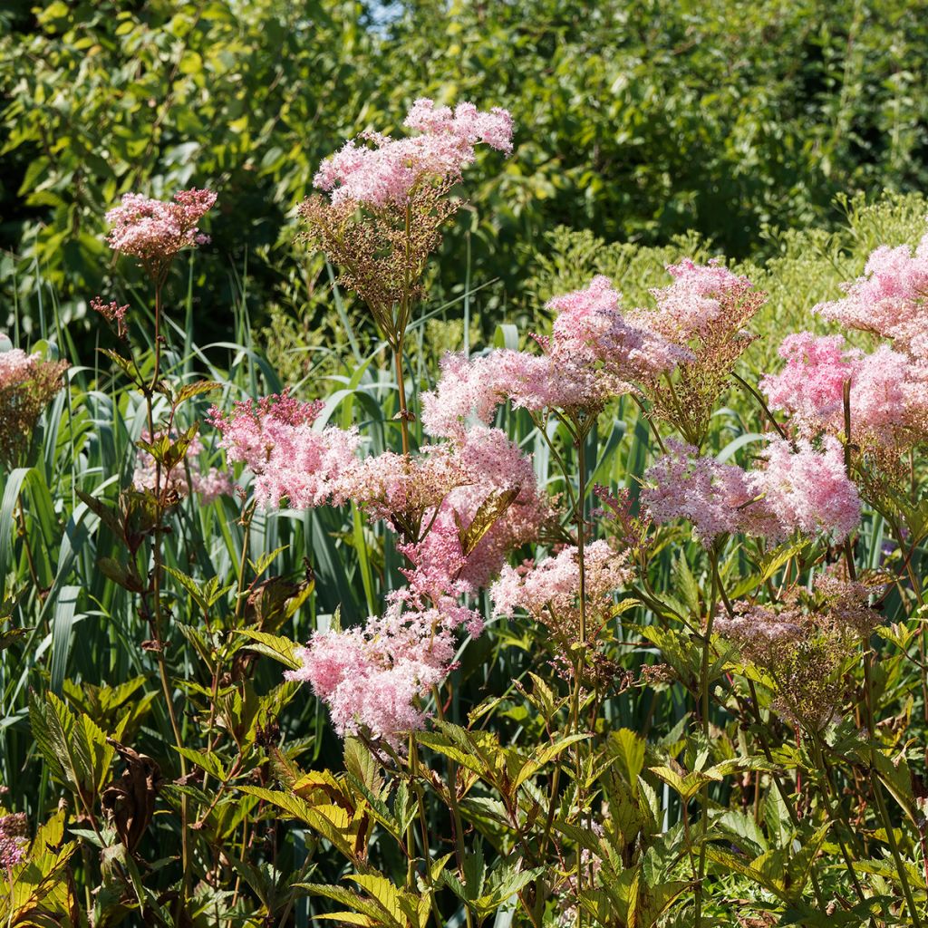 Filipendula rubra Venusta - Reine des Près