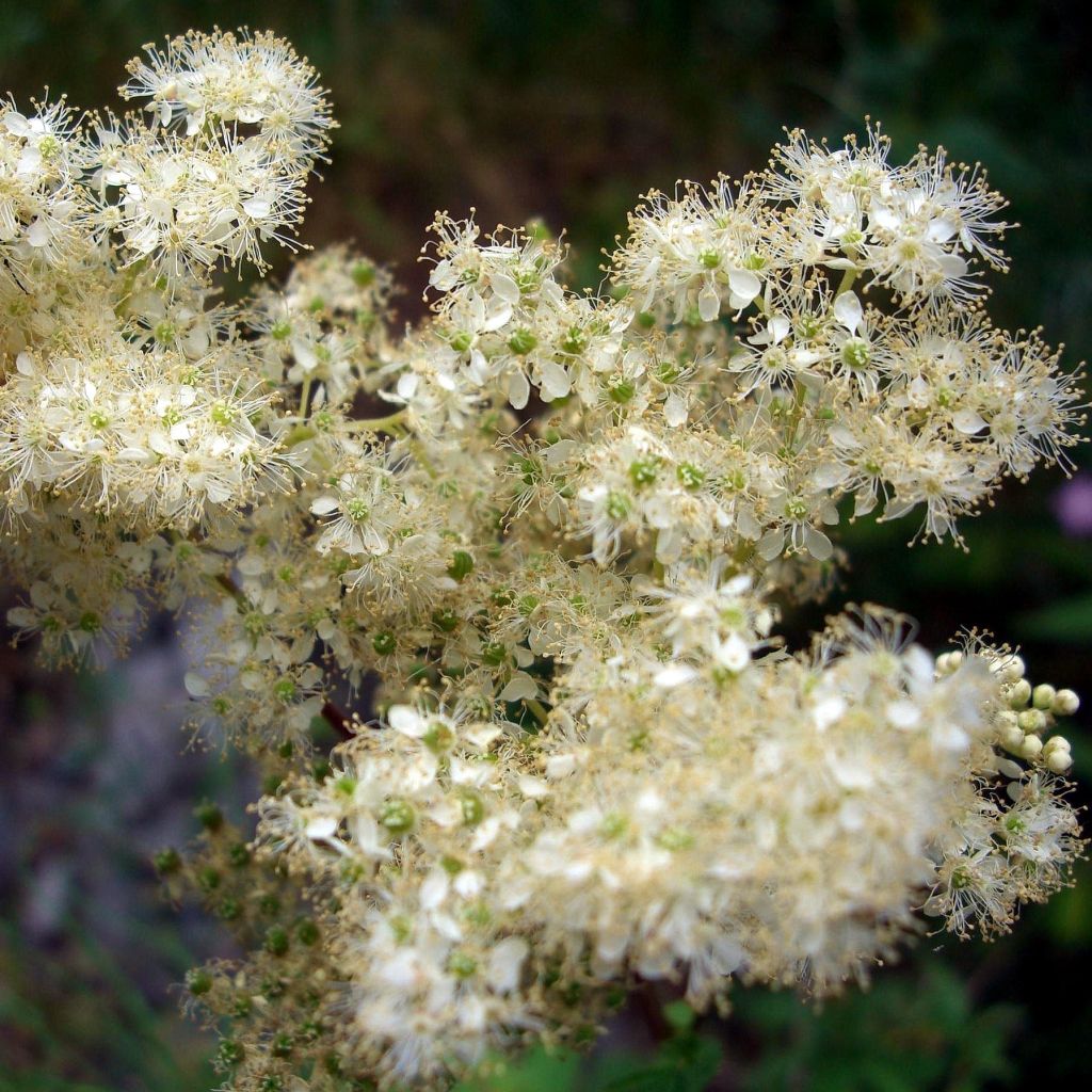 Filipendula ulmaria, Reine des Près