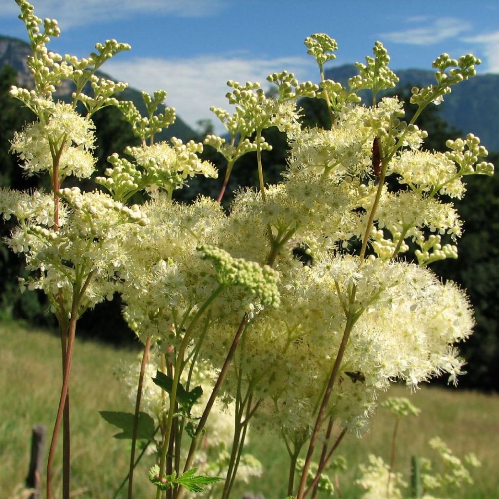 Reine des prés (Filipendula ulmaria) Herbothèque - Le jardin des vie-la-joie