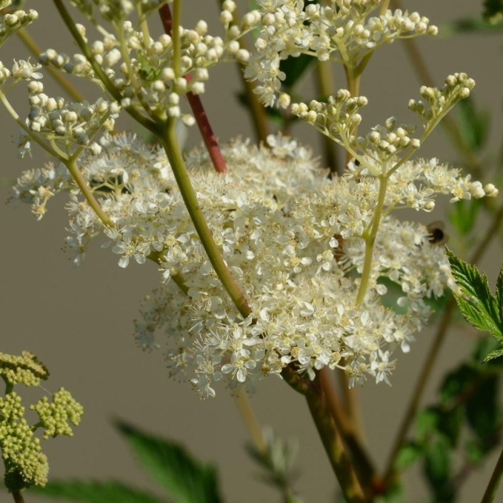 Filipendula ulmaria, Reine des Près