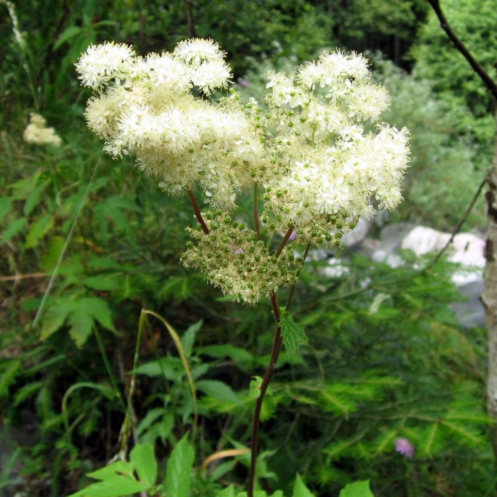 Filipendula ulmaria - Reine des Prés – Une vivace à fleurs crème
