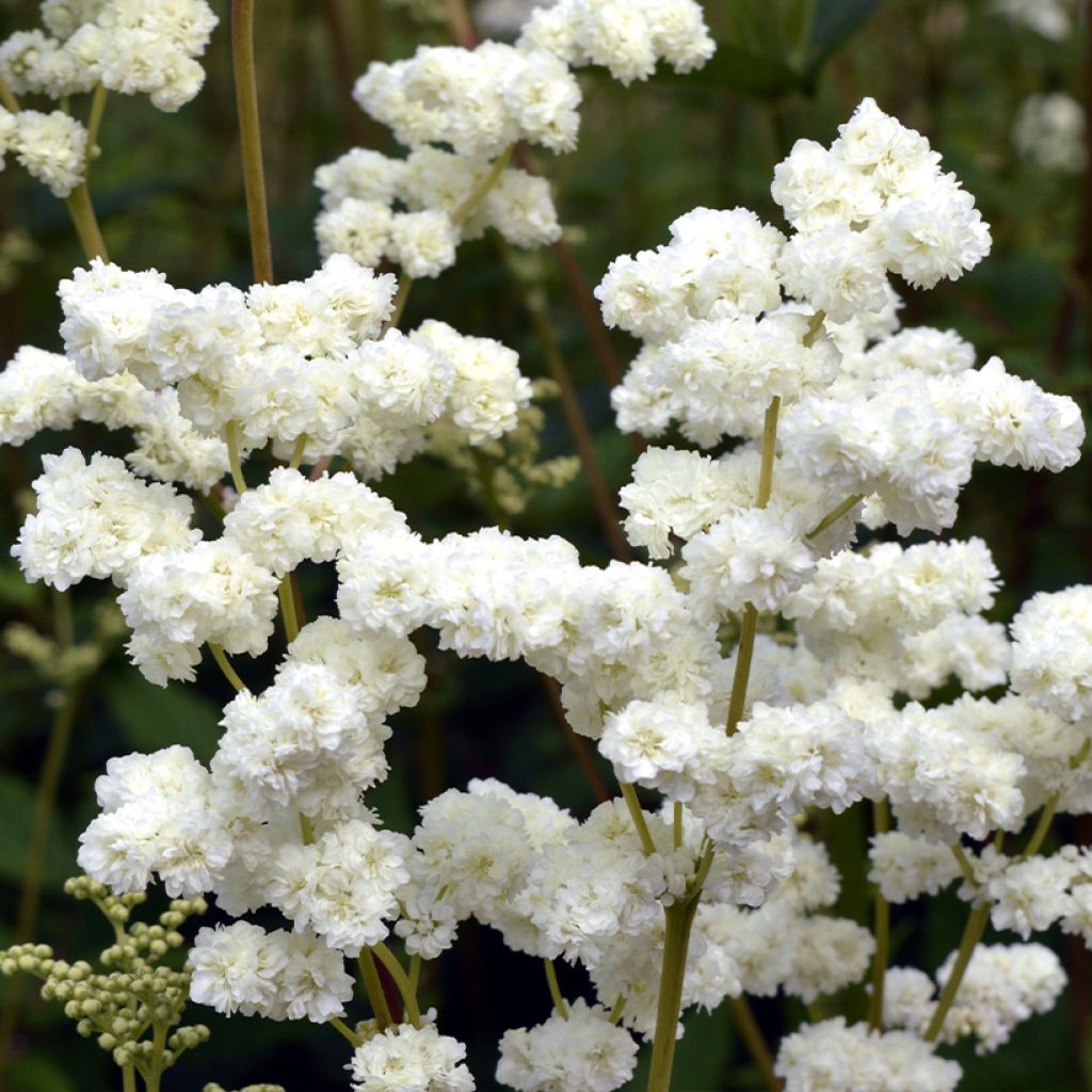 Filipendula ulmaria Plena - Reine des prés