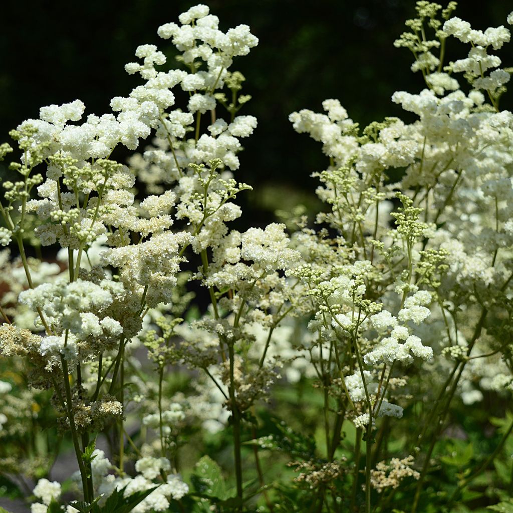 Filipendula ulmaria Plena - Reine des prés