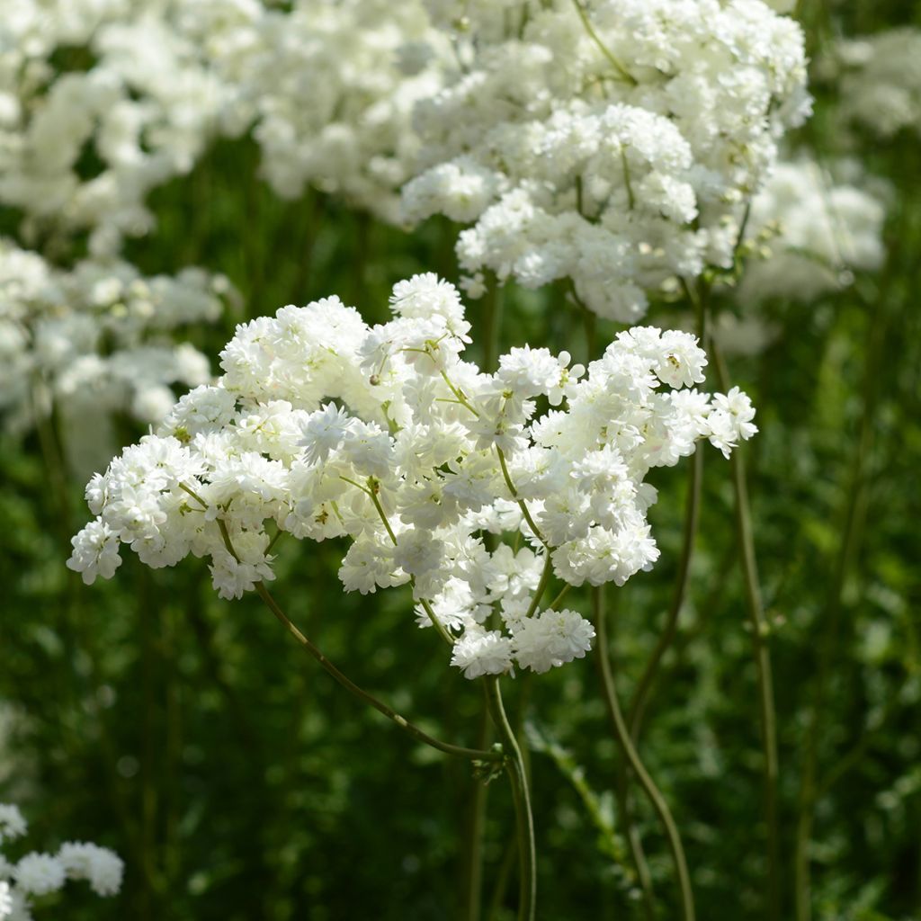 Filipendula ulmaria Plena - Reine des prés