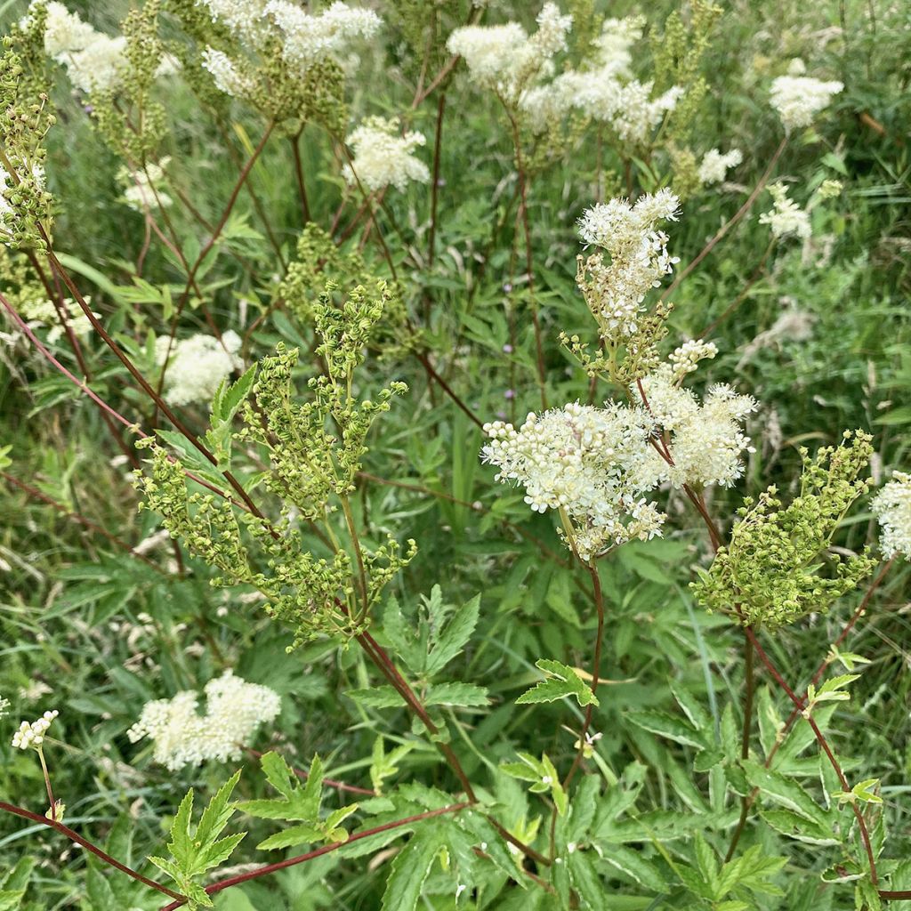 Filipendula ulmaria - Reine des Prés