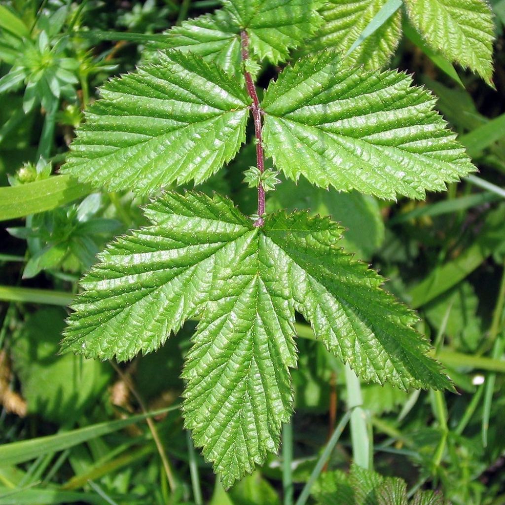 Filipendula ulmaria Rosea - Reine des Prés