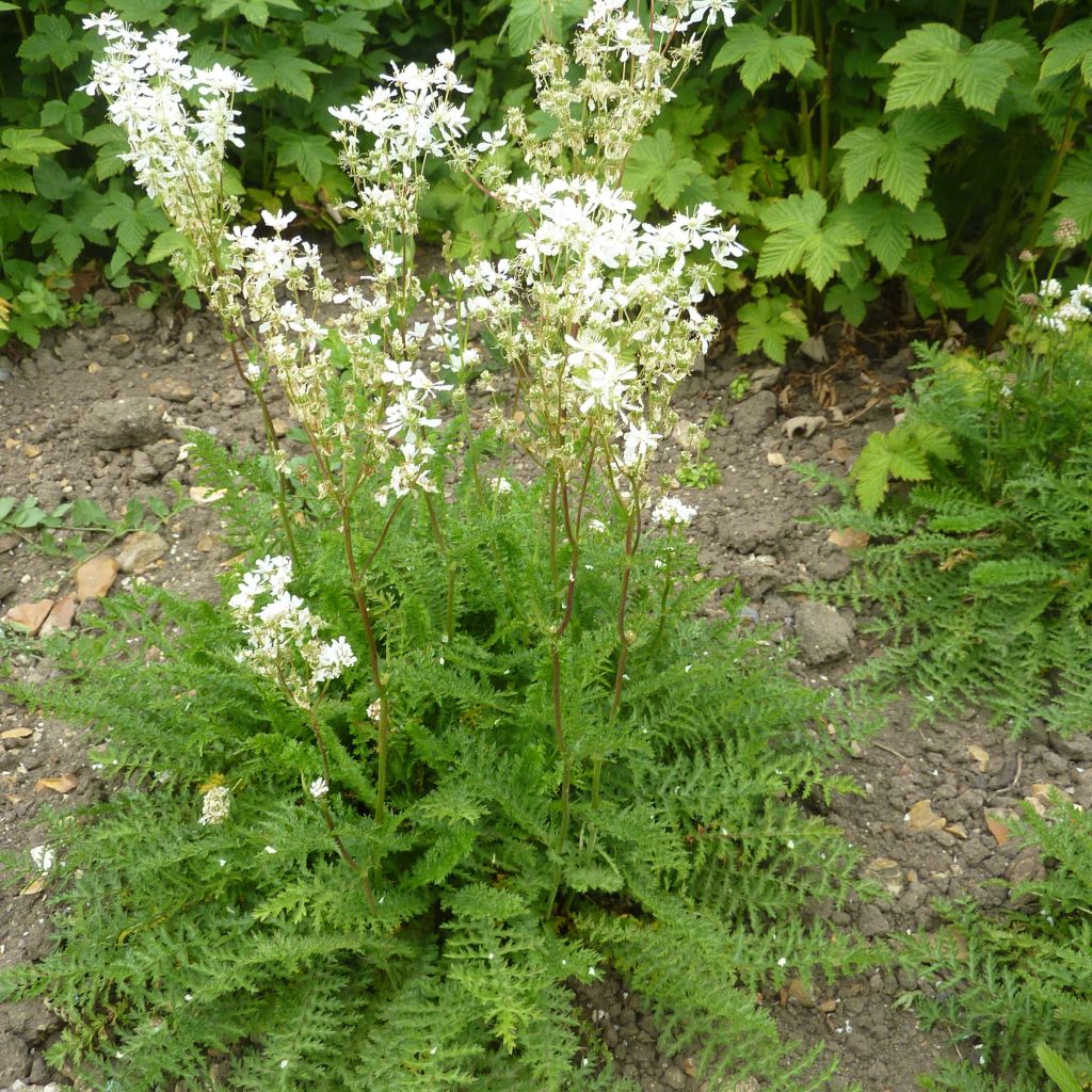 Filipendula vulgaris - Filipendule commune