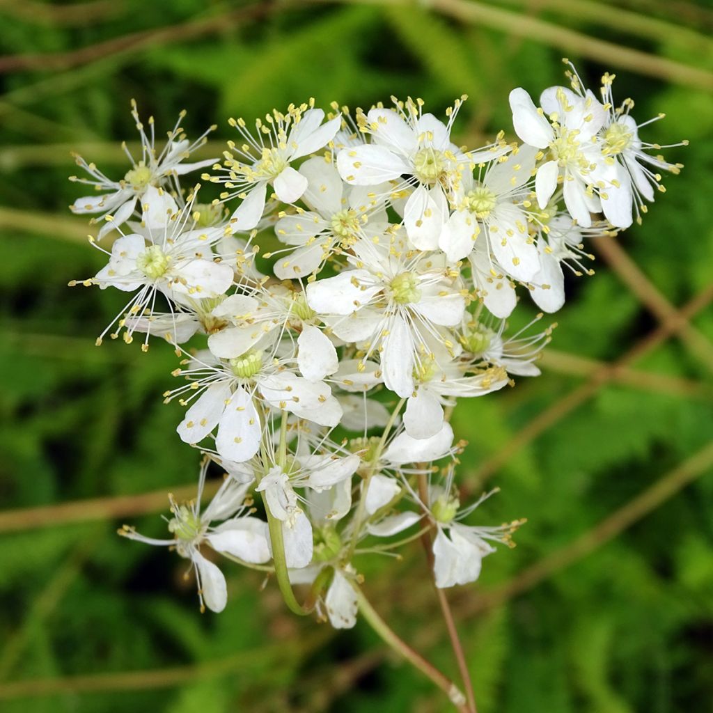 Filipendula vulgaris - Filipendule commune