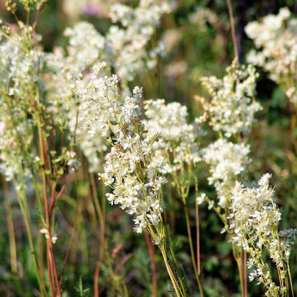 Filipendula vulgaris - Filipendule commune