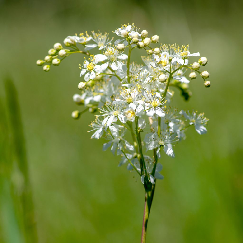 Filipendula vulgaris - Filipendule commune