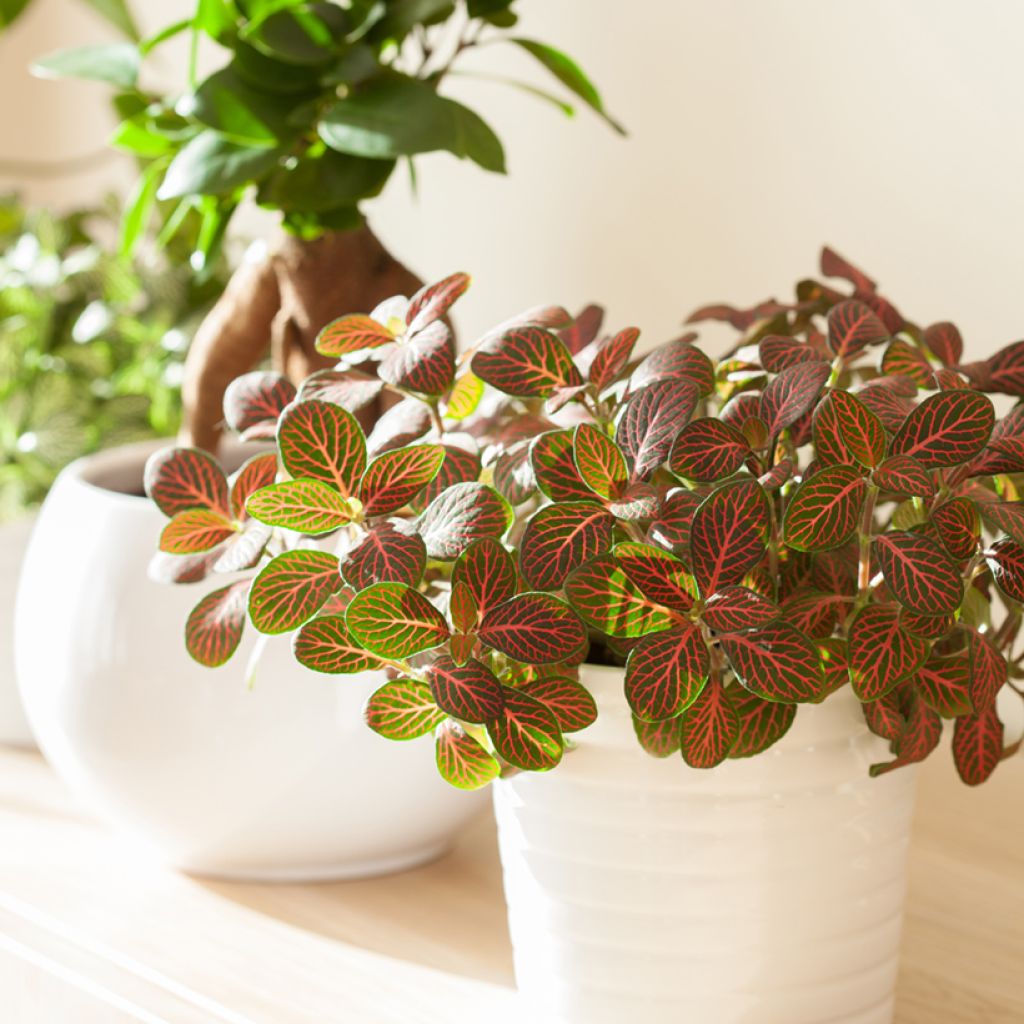 Fittonia Joly Josan Red
