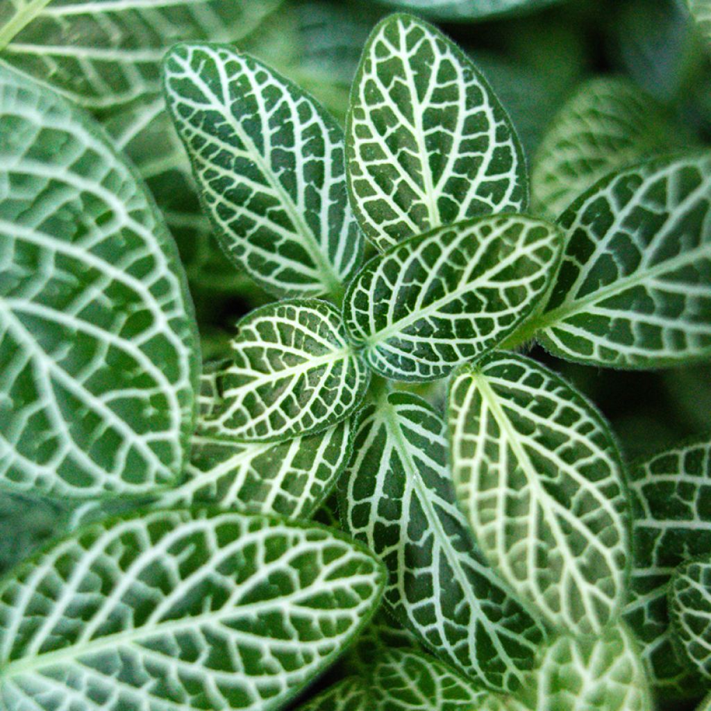 Fittonia Mini White