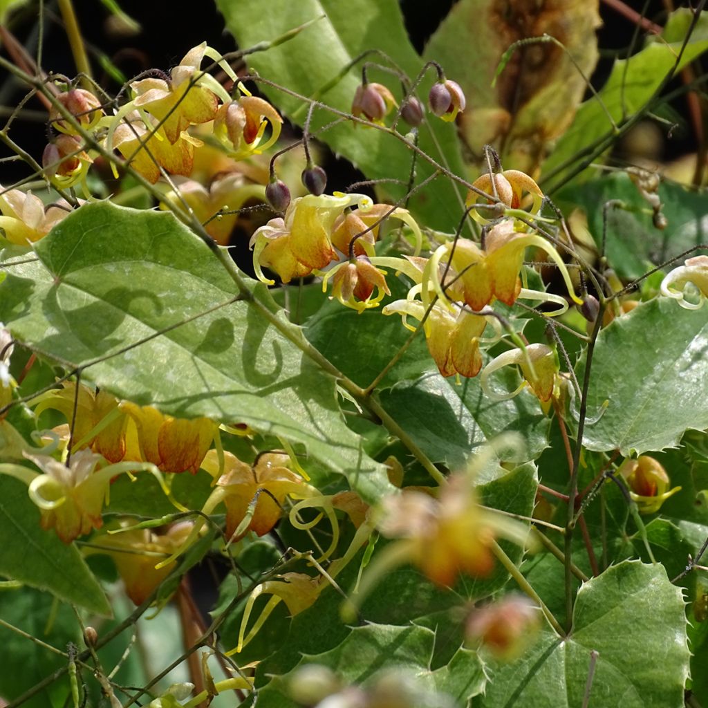 Fleur des Elfes - Epimedium Amber Queen