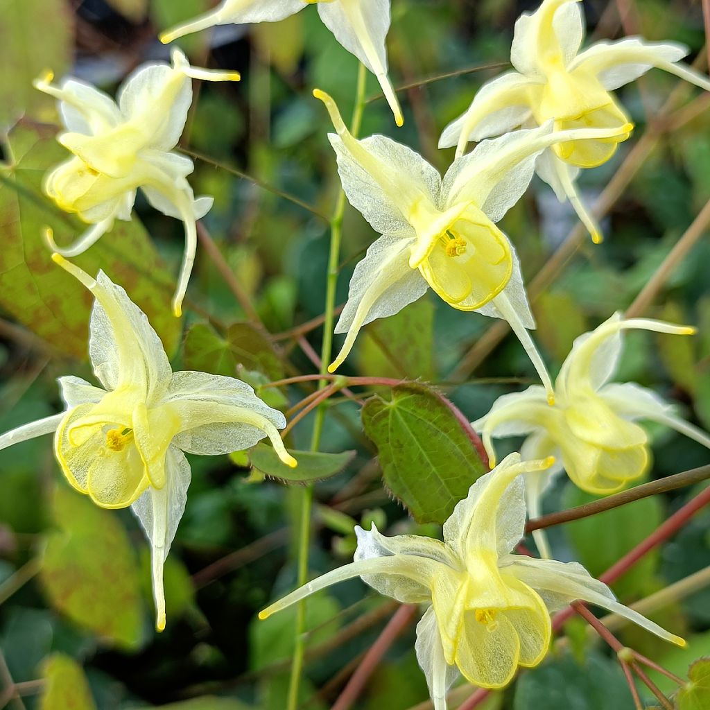 Fleur des Elfes - Epimedium Flower Of Sulphur