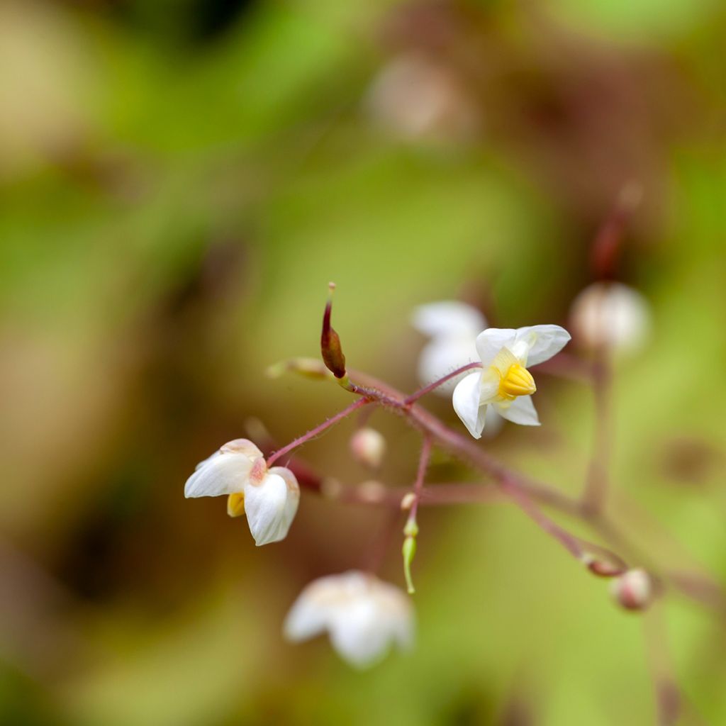 Fleur des Elfes - Epimedium pubigerum