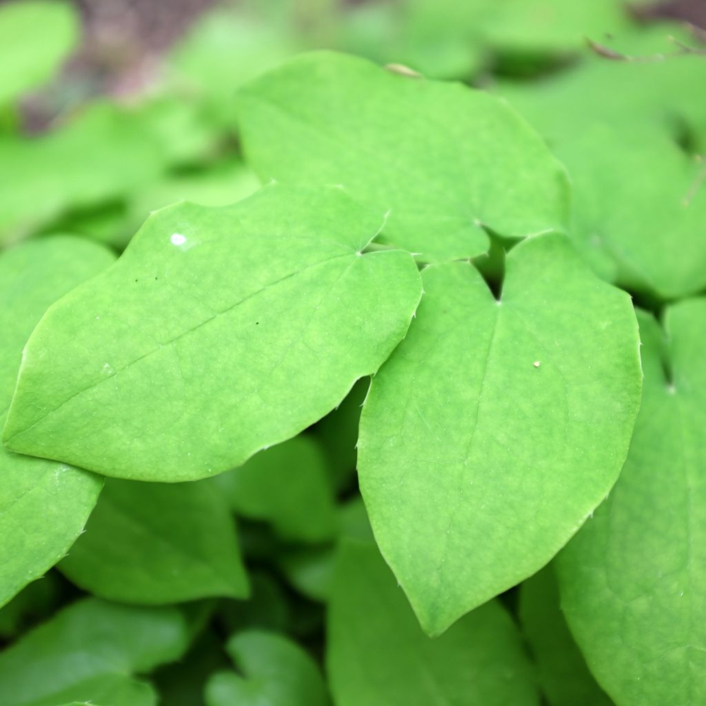 Fleur des Elfes - Epimedium pubigerum