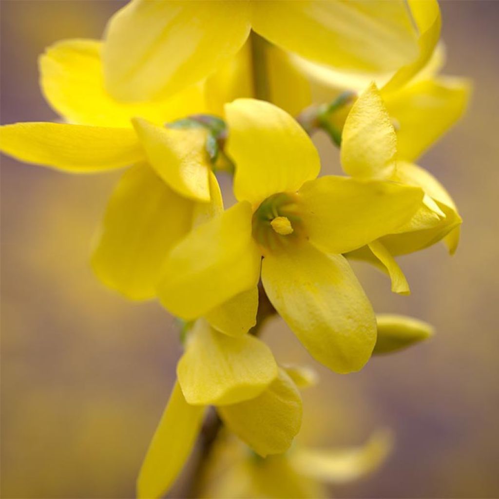 Forsythia Mêlée d'Or ® - Mimosa de Paris