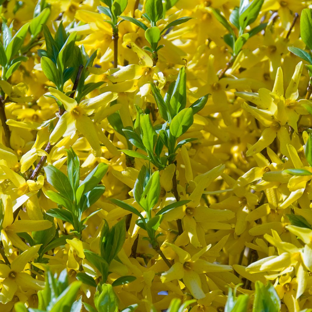 Forsythia intermedia Golden Times - Mimosa de Paris