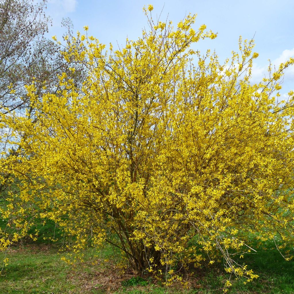 Forsythia intermedia Lyngold - Mimosa de Paris