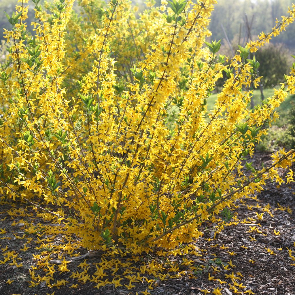 Forsythia koreana Flying Machine - Forsythia de Corée