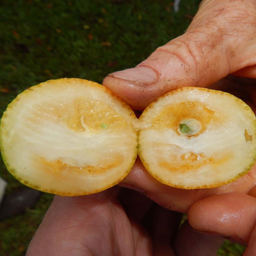 Kumquat - Fortunella japonica