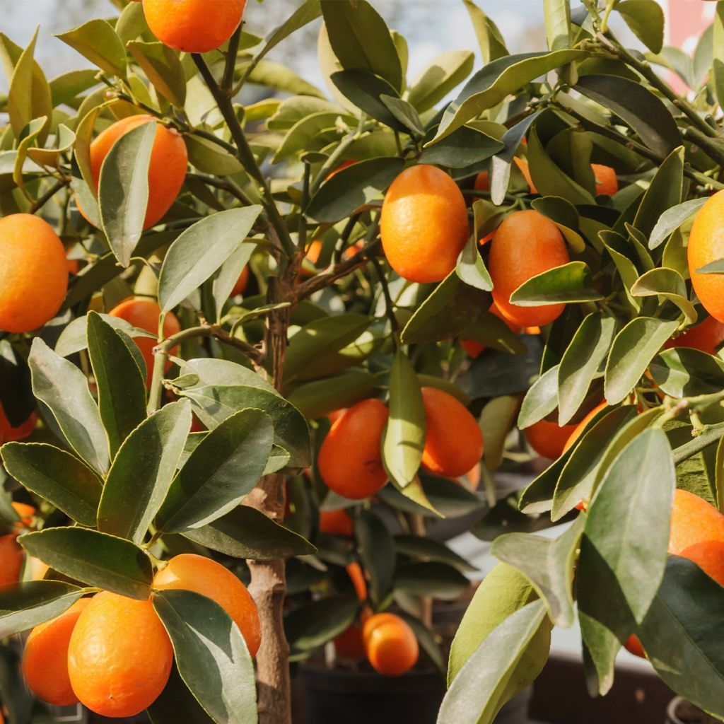 Kumquat à fruits ovales - Fortunella margarita