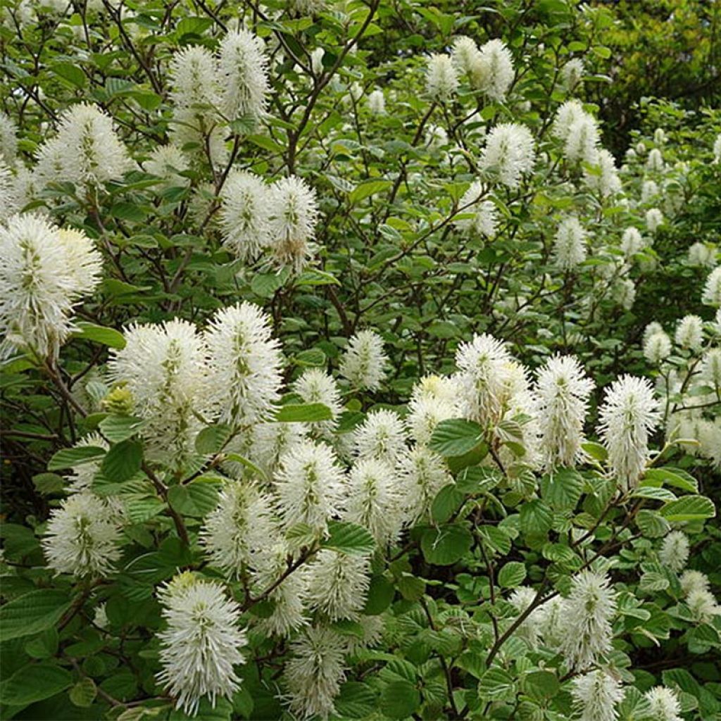 Fothergilla gardenii - Fothergille de Garden