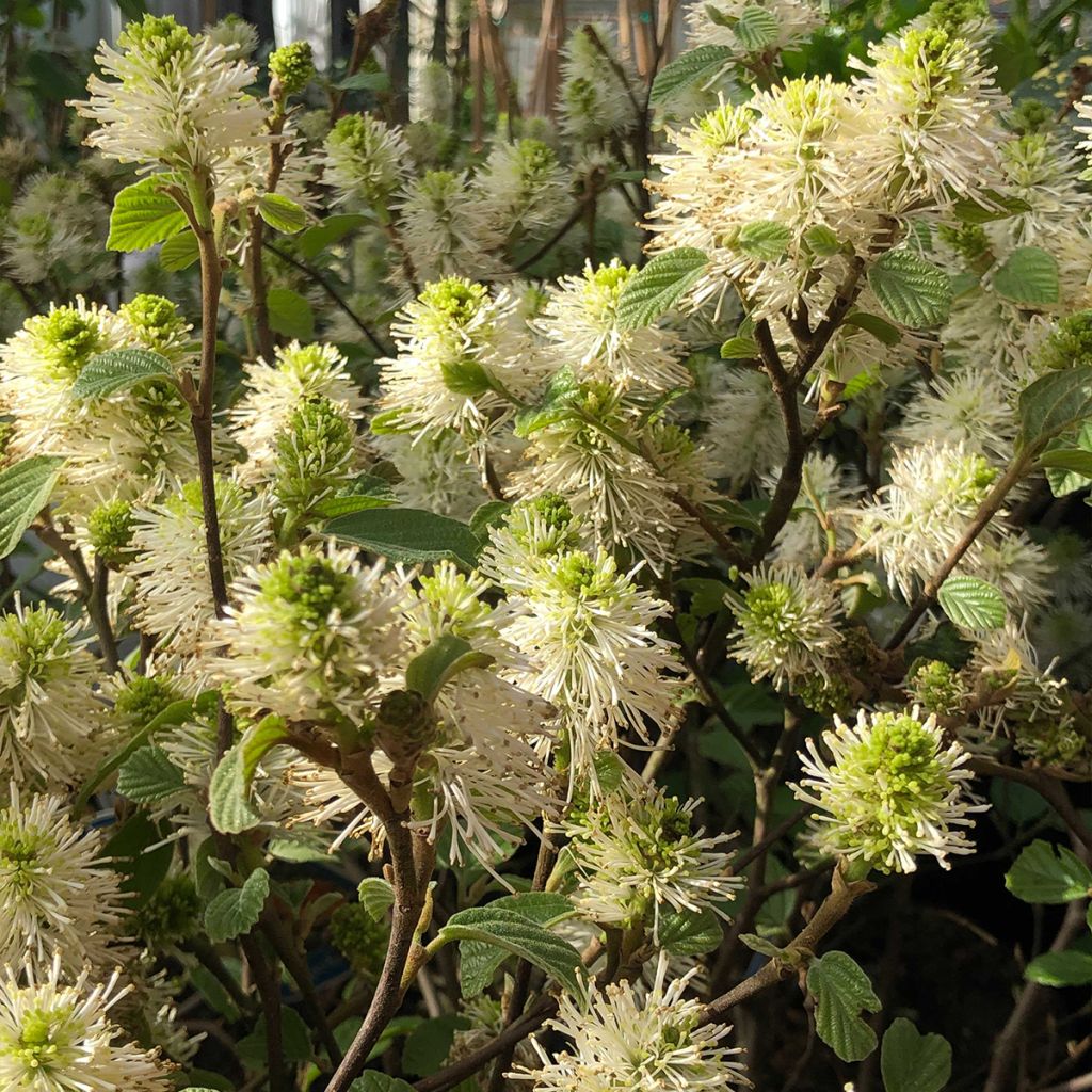 Fothergilla gardenii