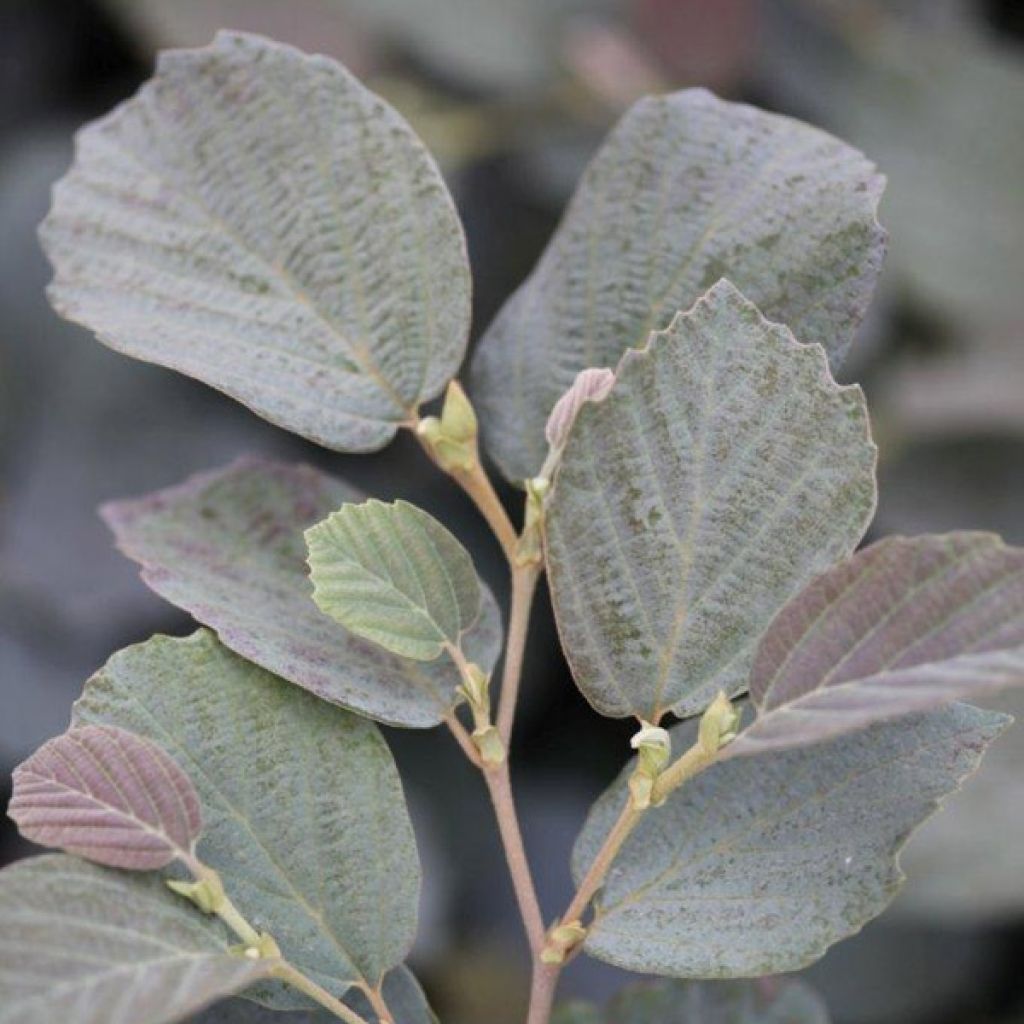 Fothergilla intermedia Blue Shadow