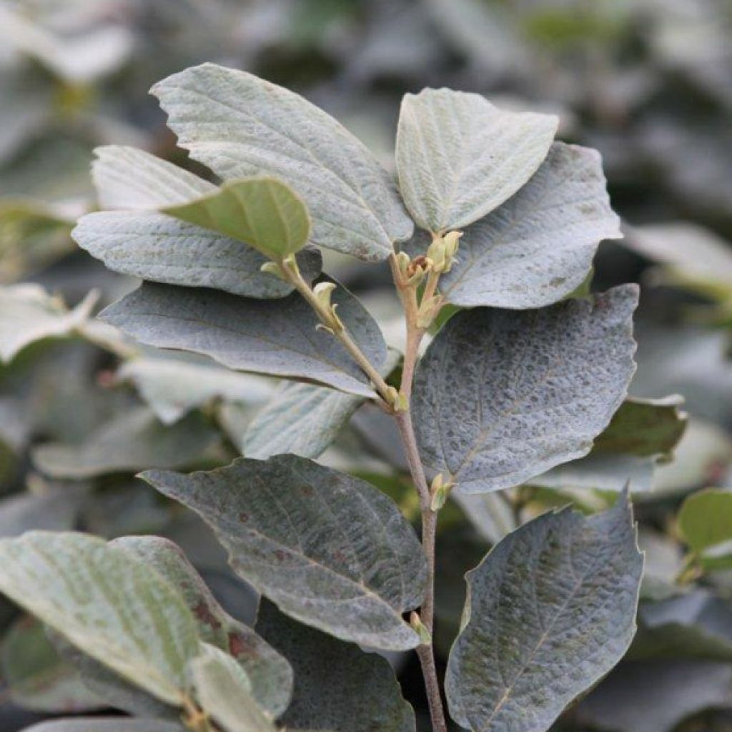 Fothergilla intermedia Blue Shadow