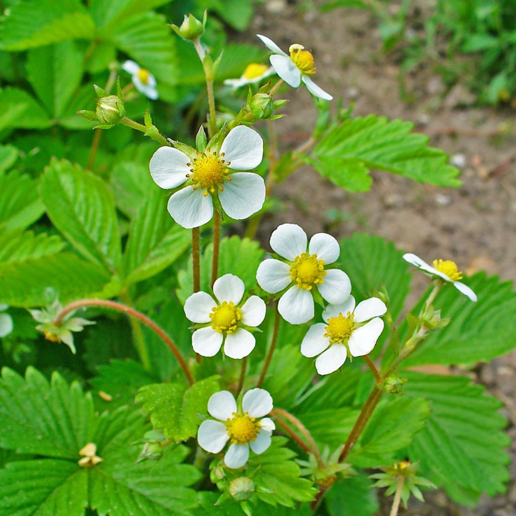 Fragara vesca - fraisier des bois