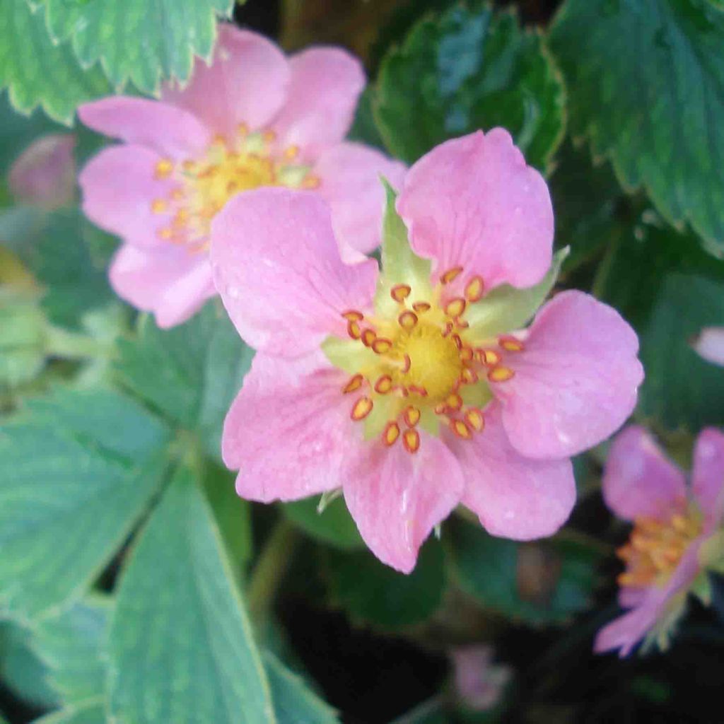 Fraisier rose - Fragaria Pink Panda