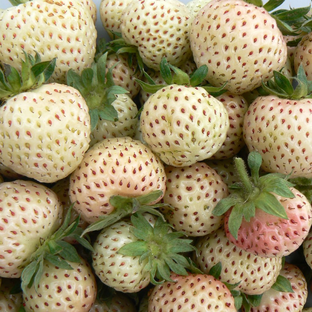 Fraisier Strawberry Ice (remontant) à fleurs roses