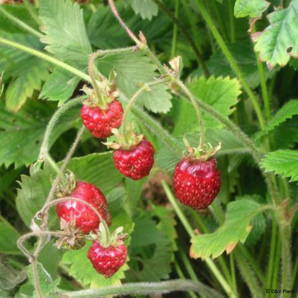 Fraisier Capron - Fragaria moschata