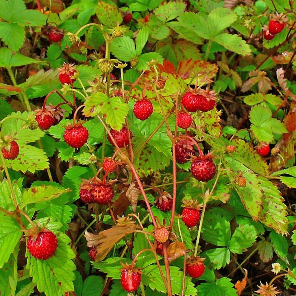 FRAISIER FRAISE DES BOIS - PLANT