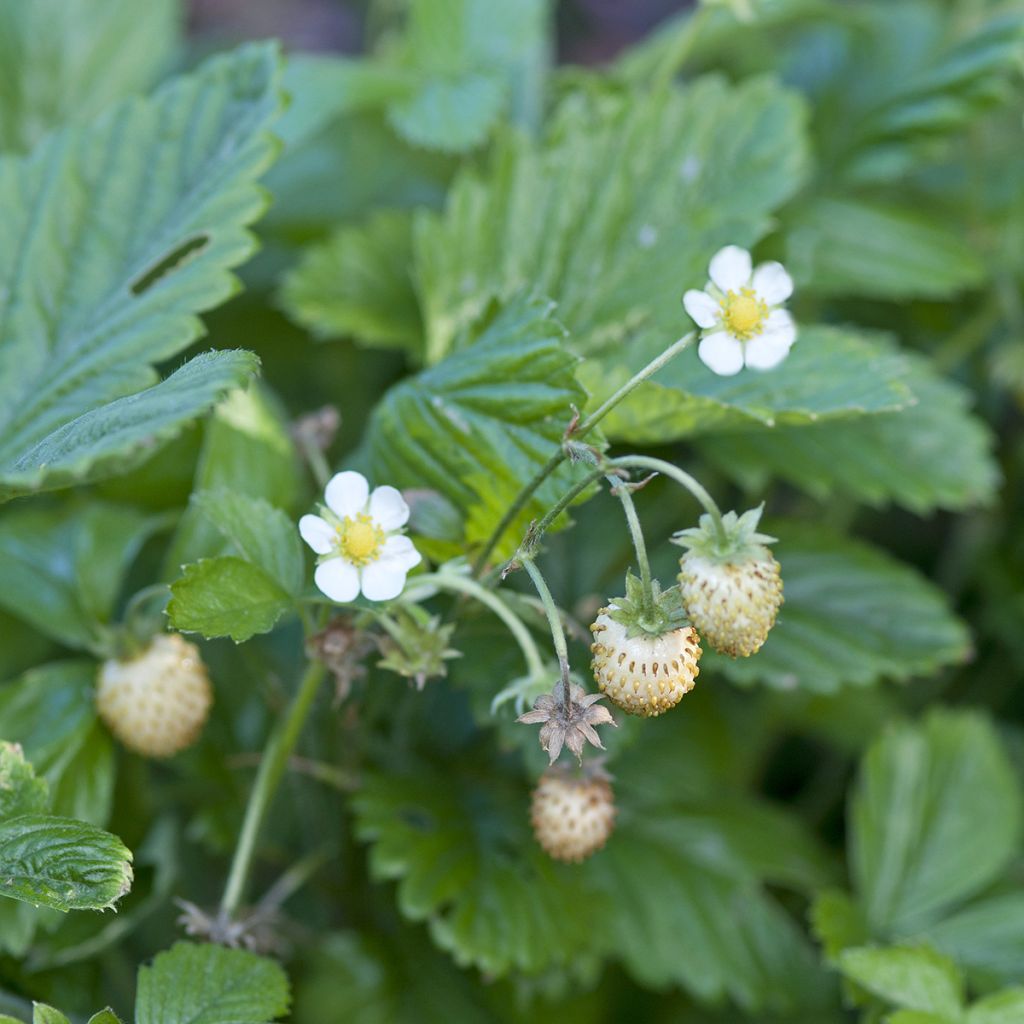 Fraisier des bois Yellow Wonder - Graines de Fragaria vesca