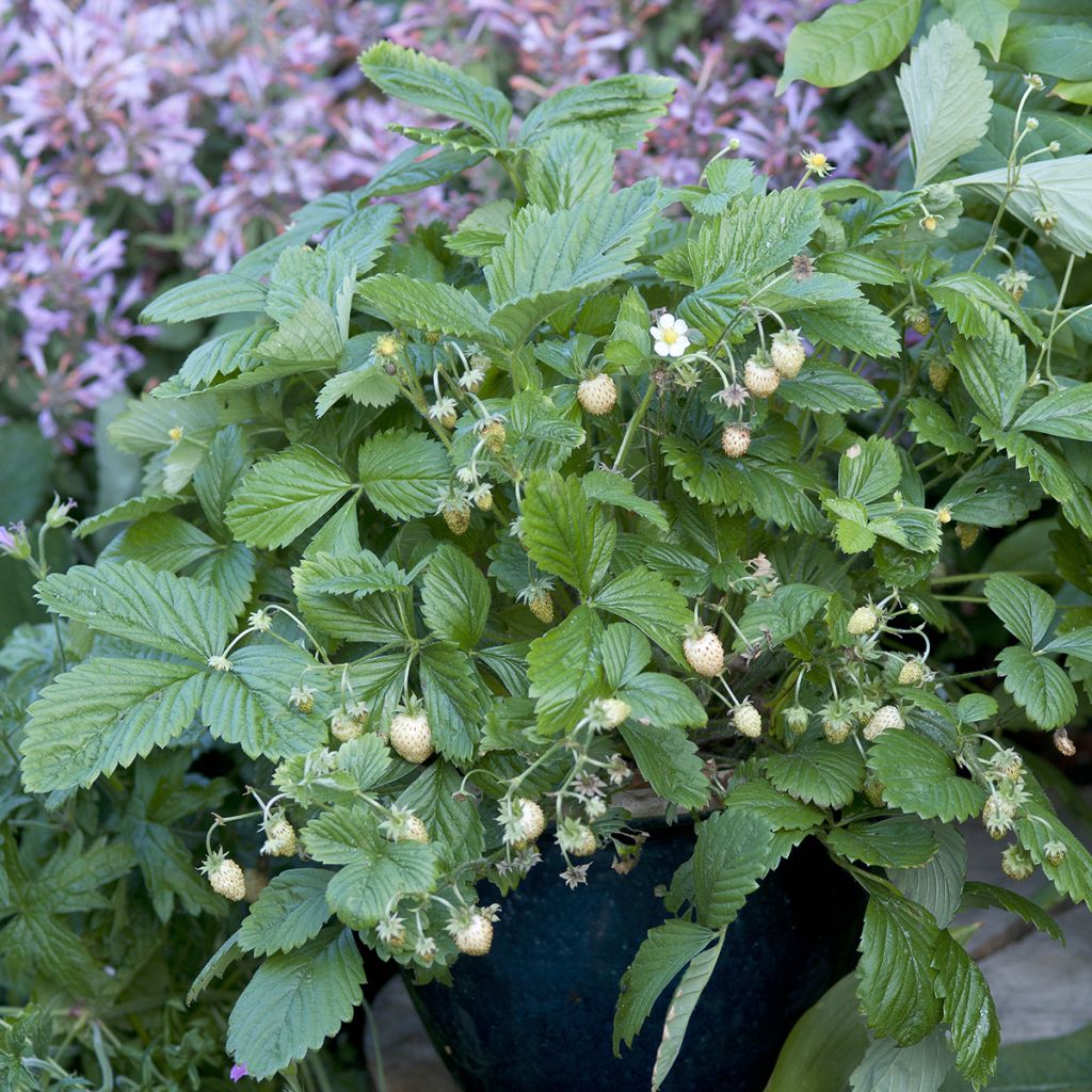 Fraisier des bois Yellow Wonder - Graines de Fragaria vesca