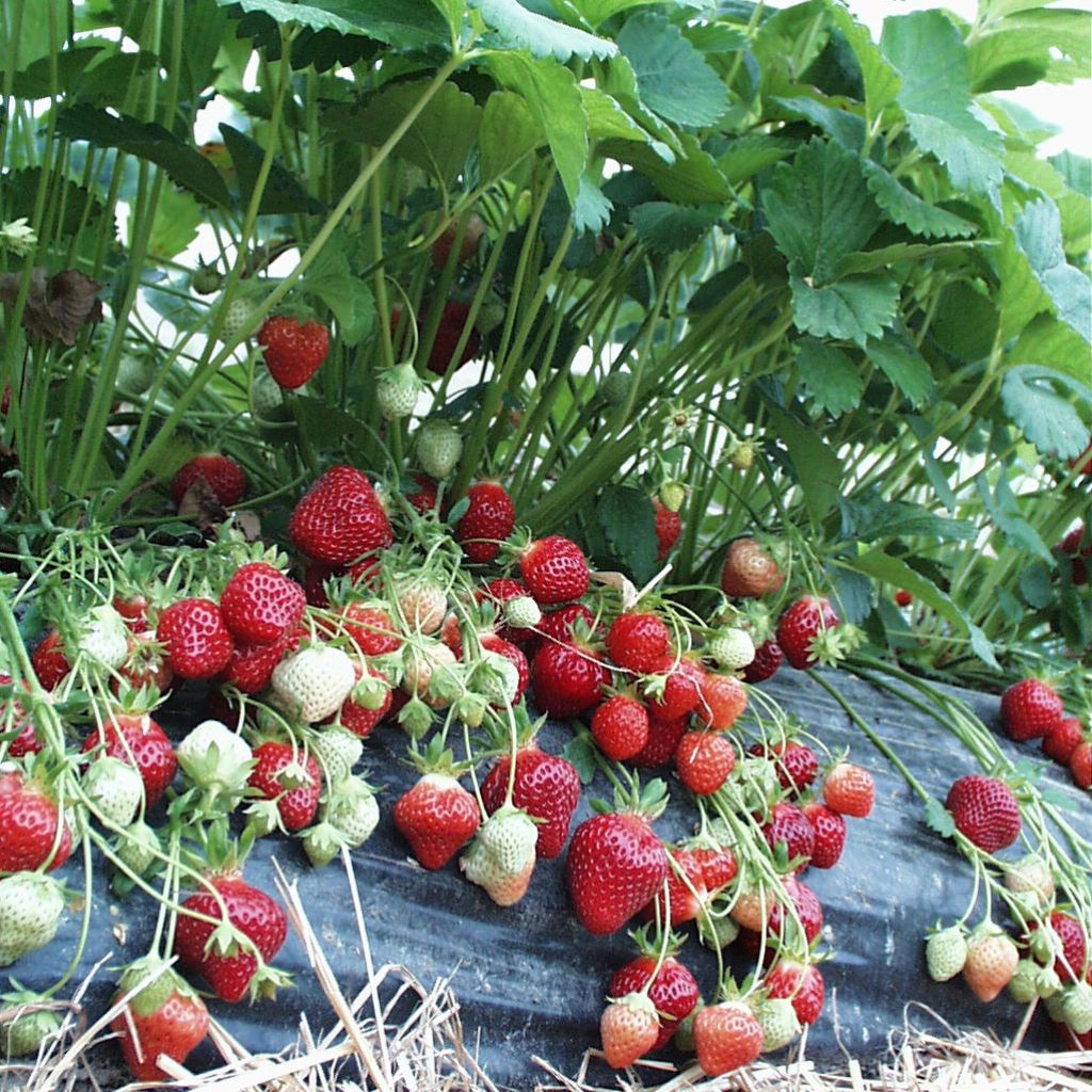 Fraise des bois Yellow Wonder (Fraisier pour suspension)