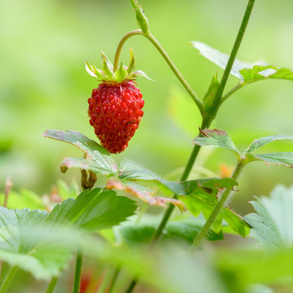 Fraisier Reine des vallées Bio - Fraise des bois